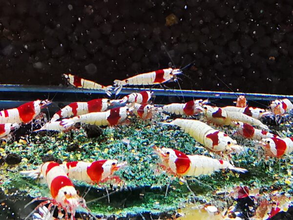 CRYSTAL RED - 1.0 CM